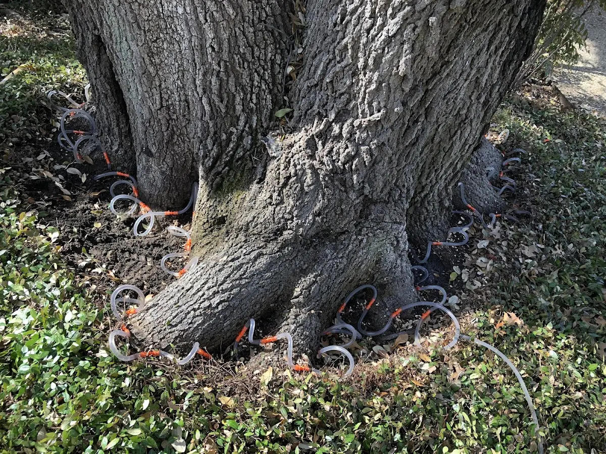 Detailed Tree Cabling and Bracing job site in Morris Chapel
