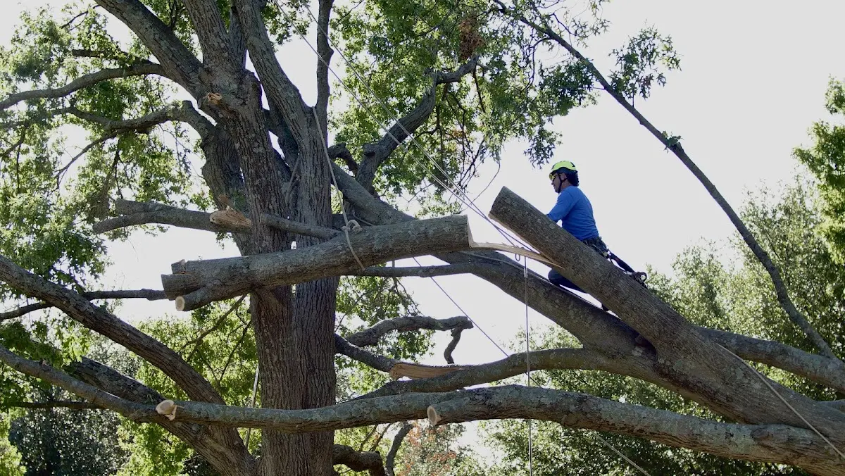 Professional Hazardous Tree Removal performed by certified arborists in Morris Chapel