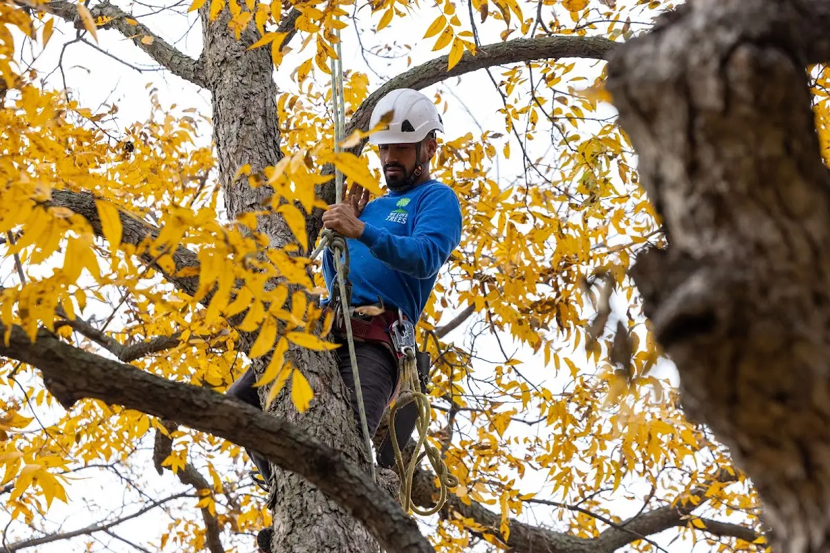 Skilled Tree Planing crew working in Morris Chapel