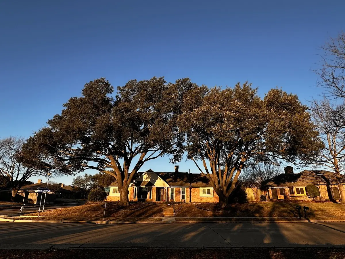 Established residential canopy tree shading a home in Morris Chapel